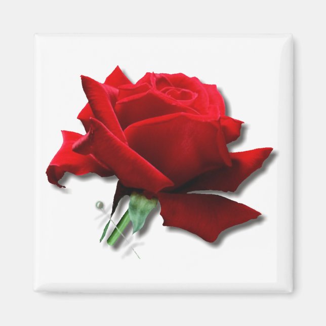 Rose Magnet (Vorne)