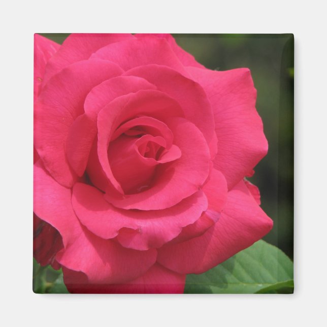 Rose Magnet (Vorne)