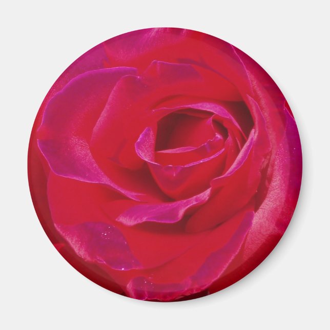 Rose Magnet (Vorne)