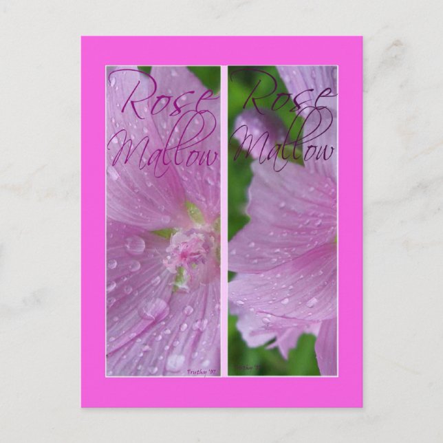ROSE MALLOW LESEZEICHEN POSTKARTE (Vorderseite)