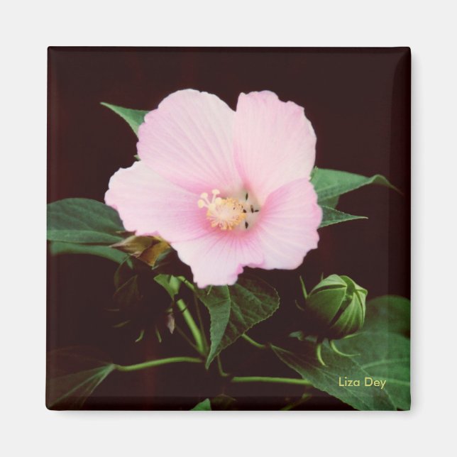 Rose Mallow Magnet (Vorne)