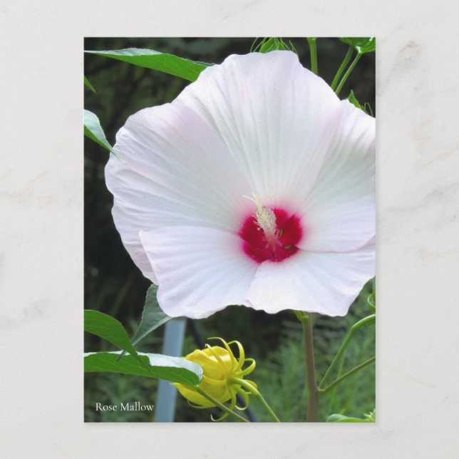 Rose Mallow [Postcard] Postkarte (Vorderseite)