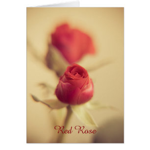 Rose meines Herzens