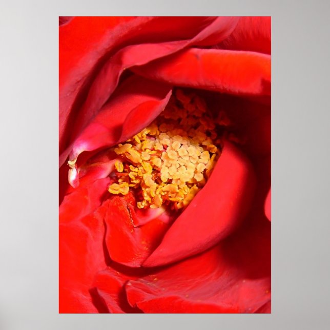 Rose mf poster (Vorne)