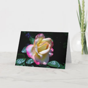Rose Midsommer Garden Karte