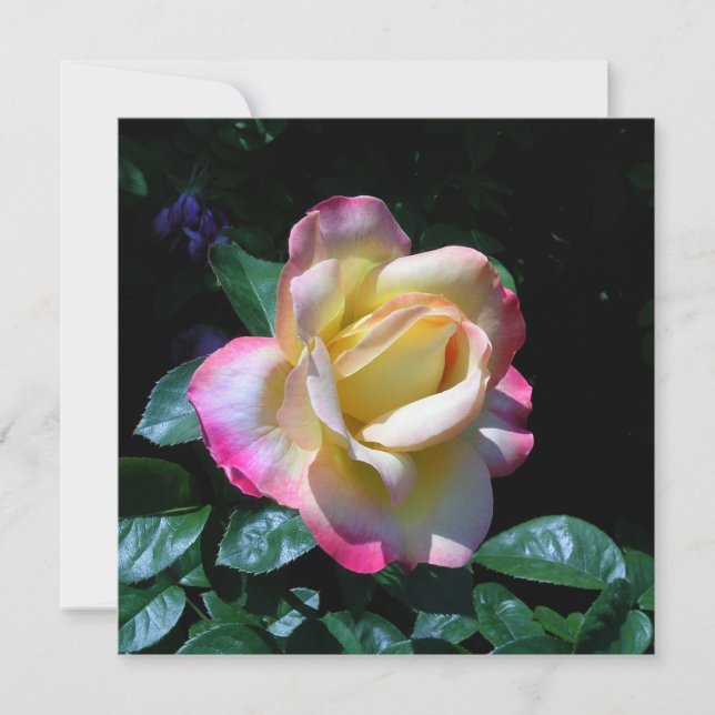 Rose Midsommer Garden Karte (Vorderseite)