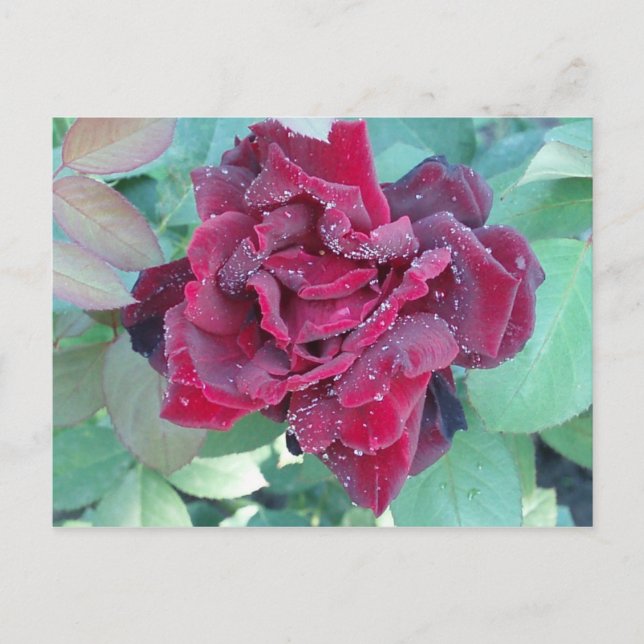Rose mit Morgendämmerung Postkarte (Vorderseite)