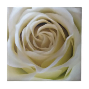 Rose mit Vintager Weißcreme Fliese