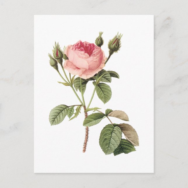 Rose Moos (Rosa muscosa) von Redouté Postkarte (Vorderseite)