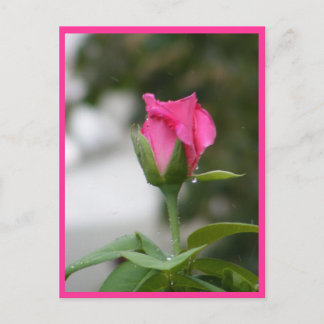 Rose nach Regen Postkarte