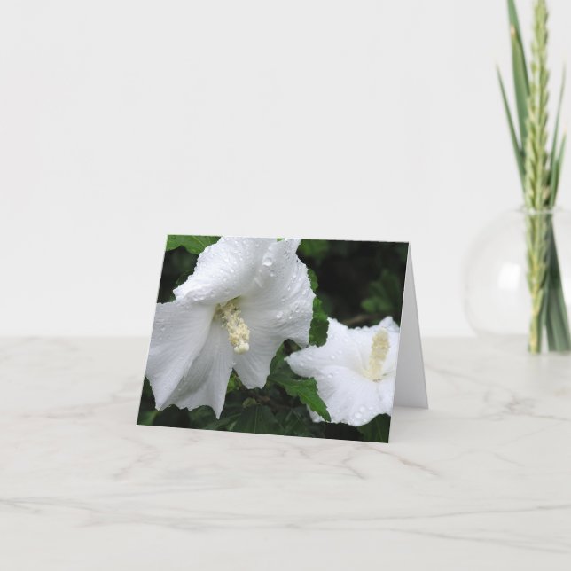 Rose of Sharon (Hibiscus syriacus 'Diana') card Dankeskarte (Vorderseite)