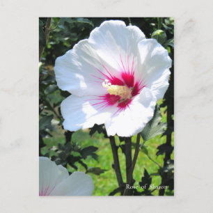 Rose of Sharon Postkarte