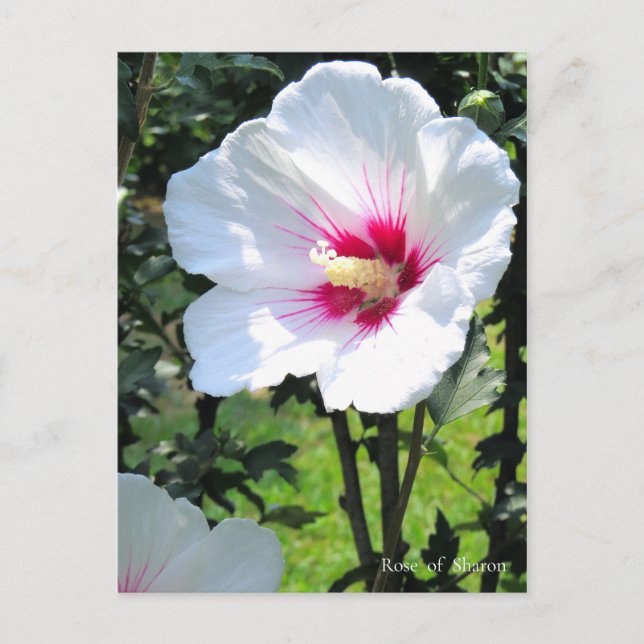 Rose of Sharon Postkarte (Vorderseite)