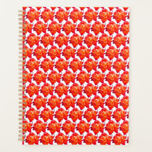 Rose orange