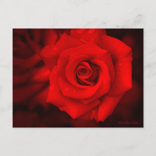 Rose Osaka: Postkarte