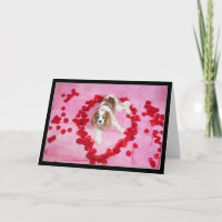 Rose Petals und Cavalier King Charles Spaniel Card