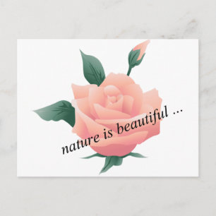 Rose (Pfirsich) - Schöne Natur Postkarte