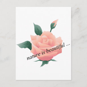 Rose (Pfirsich) - Schöne Natur Postkarte