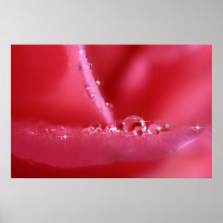 Rose Pink Cherry Poster