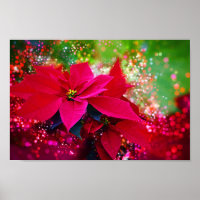 Rose, Poinsettia / Weihnachtsstern festlich