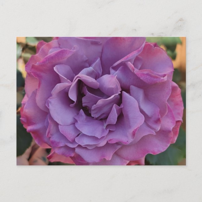 Rose PostCard Postkarte (Vorderseite)