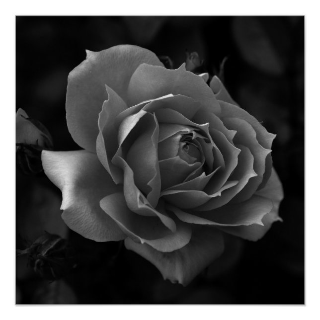 Rose Poster (Vorderseite)