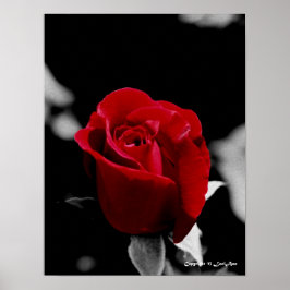 Rose Poster