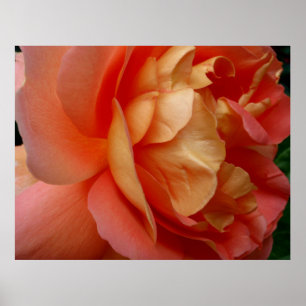 Rose Poster
