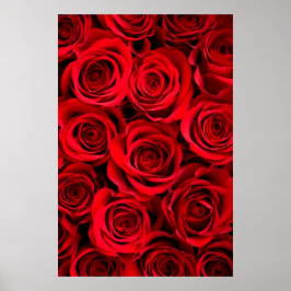 Rose Poster