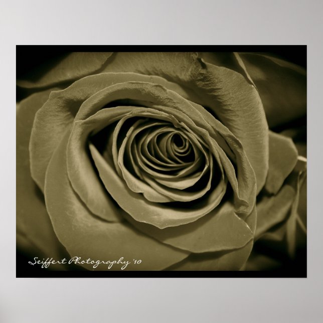 Rose Poster (Vorne)