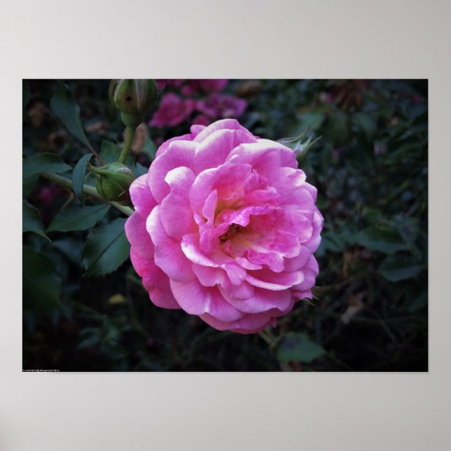 Rose, Poster (Vorne)