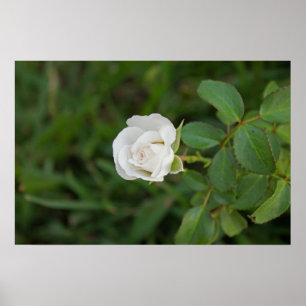 Rose Poster