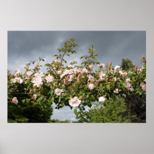 Rose Poster