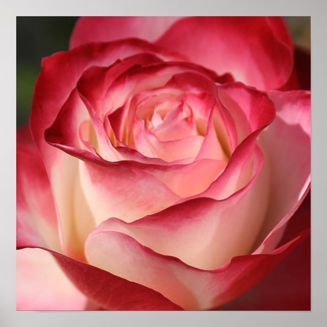 Rose Poster (Vorne)
