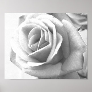 Rose Poster Print
