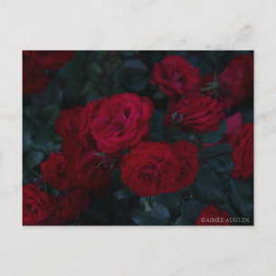 Rose Postkarte