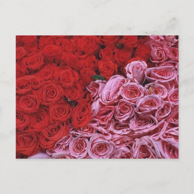Rose Postkarte (Vorderseite)