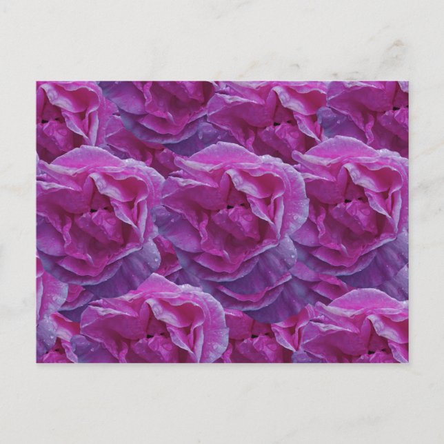 Rose Postkarte (Vorderseite)