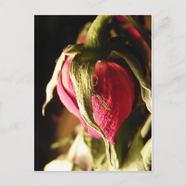Rose Postkarte (Vorderseite)