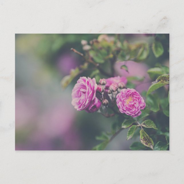 Rose Postkarte (Vorderseite)