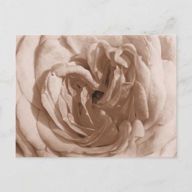 Rose Postkarte (Vorderseite)
