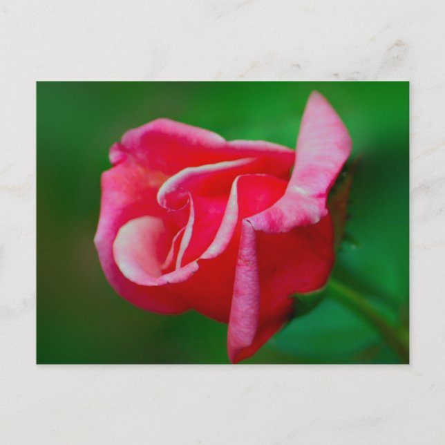 Rose Postkarte (Vorderseite)