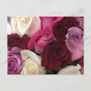 Rose Postkarte