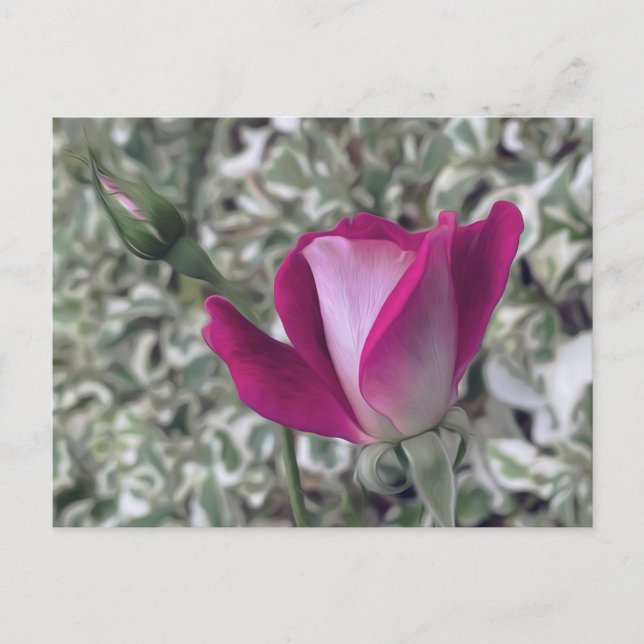 Rose Postkarte (Vorderseite)