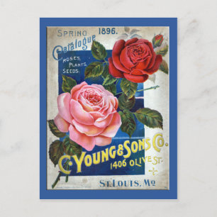 Rose Postkarte