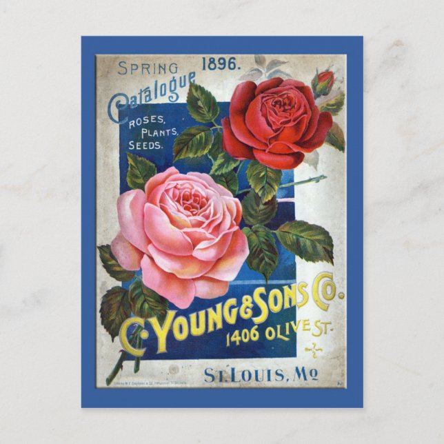 Rose Postkarte (Vorderseite)