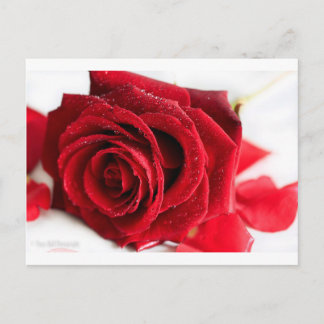 Rose Postkarte
