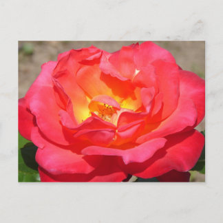 Rose Postkarte
