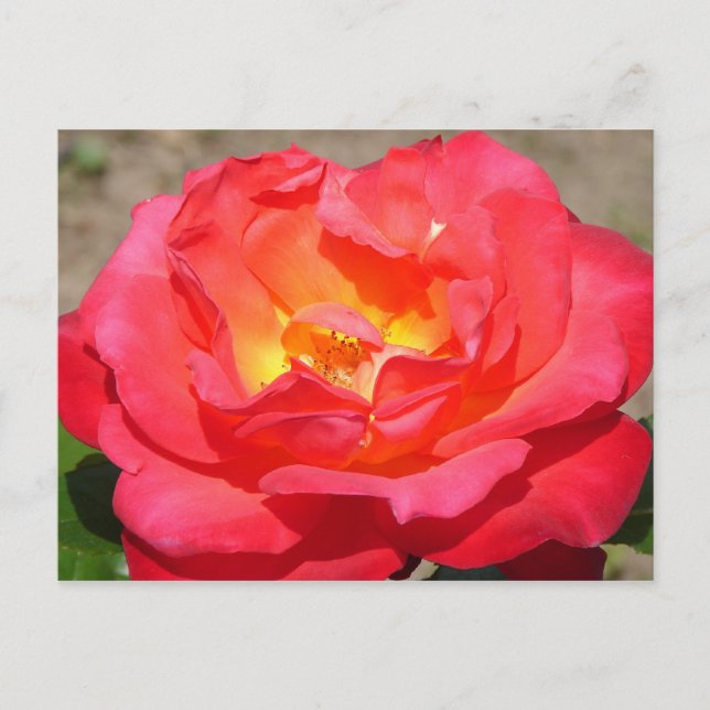 Rose Postkarte (Vorderseite)