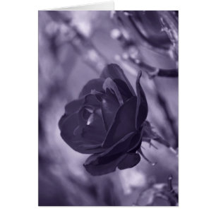 Rose Pourpre